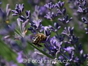 Levandule ve Francii